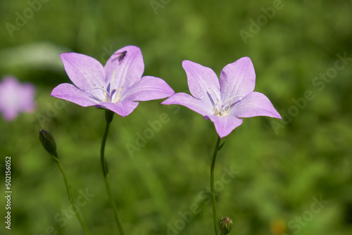 Campanula altaica, known as bellflowers in natural environment.