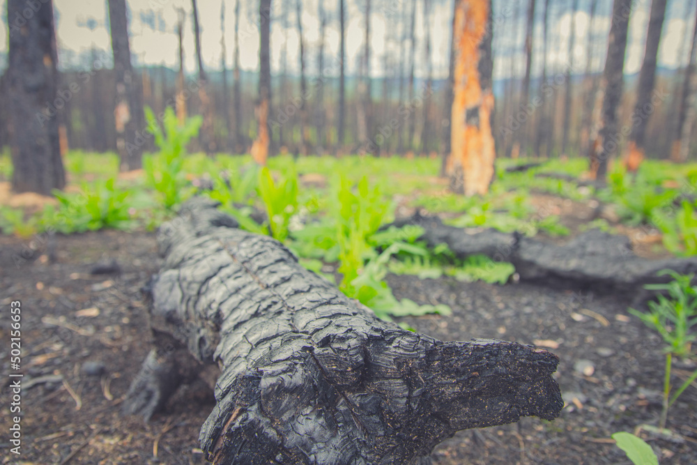 Obraz premium New green growth in a wildfire burned forest in Starosel, Bulgaria