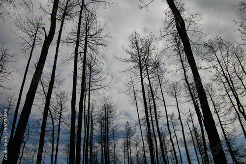 silhouette of a trees and sky