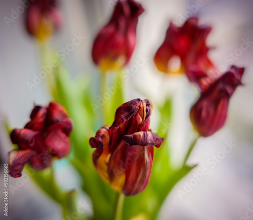Withered and dry tulips. Shallow depth of field.
