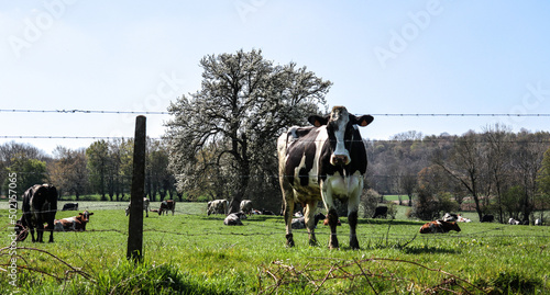 Vache noir et blanche dans les herbages du pays de Bray sur fond d'un très grand poirier en fleurs