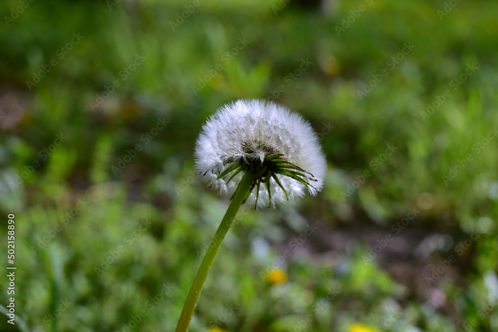 dandelion head on green meadow background dandelion head on green meadow background