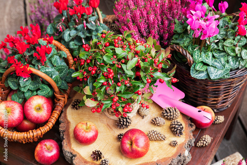 Arrangement of various autumn and winter flowers, apples and pine cones photo