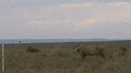 A lion follows a hyena who is carrying a laarge bone. photo