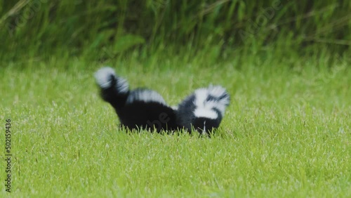 A pair of baby skunks walking in circles and playing in the grass. photo