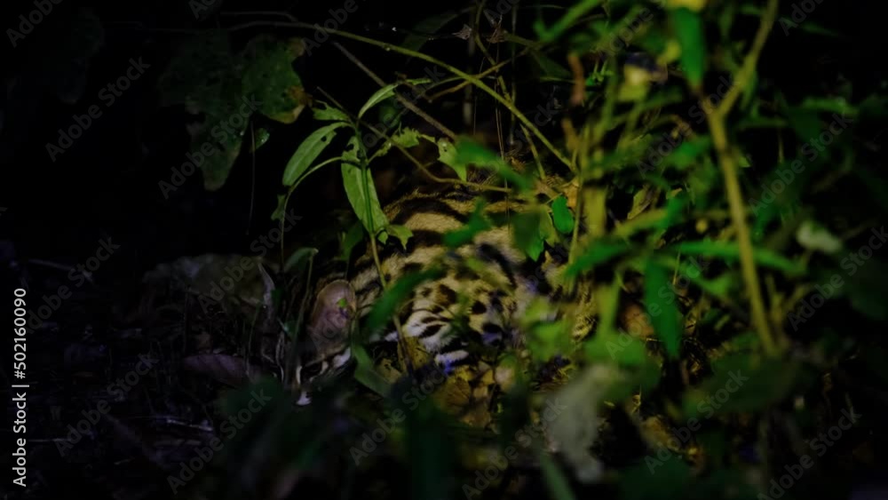 Eating something on the forest floor as the camera follows with a light flashed carefully not to cause stress, Leopard Cat, Prionailurus bengalensis, Thailand. Eating something on the forest floor as the camera follows with a light flashed carefully not to cause stress, Leopard Cat, Prionailurus bengalensis, Thailand.
