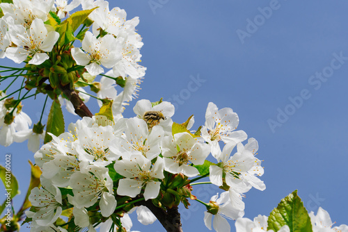bee pollinates white flowers on the branches of sweet cherries against the sky.