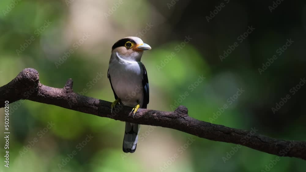 Looking to the right as the sunlight falls on its head as if she is a superstar performing to an audience, Silver-breasted Broadbill, Serilophus lunatus, Kaeng Krachan national Park, Thailand. Looking to the right as the sunlight falls on its head as if she is a superstar performing to an audience, Silver-breasted Broadbill, Serilophus lunatus, Kaeng Krachan national Park, Thailand.