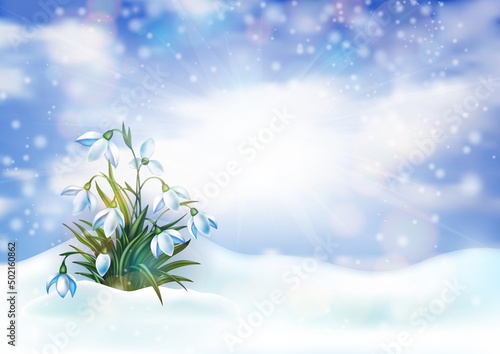 Spring snowdrop flowers in snowdrift with cloudy sky background