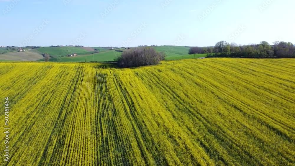 Aerial view of Blooming rapeseed field on a sunny day. Rich harvest of blooming yellow rapeseed with blue sky and clouds. Aerial view of Blooming rapeseed field on a sunny day. Rich harvest of blooming yellow rapeseed with blue sky and clouds.