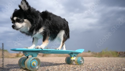 active chihuahua pet training dog riding on blue skateboard on asphalt on blue cloudy sky background during outdoors leisure activity