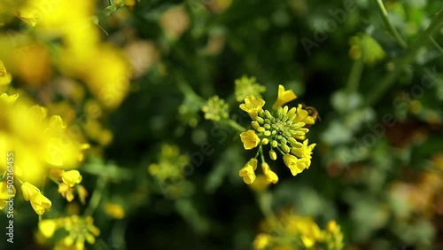 Close up of bees collecting nectar and pollen for honey production on yellow blooming flower photo