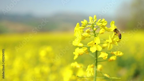 Insect bees gather nectar on yellow rapeseed flowers honey bee busy in oilseed field works hard to collect the pollen