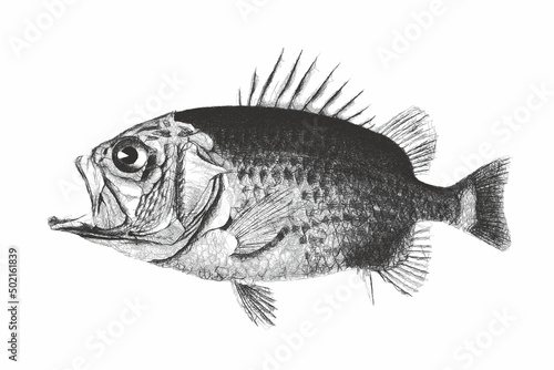 Straighthead soldierfish or...