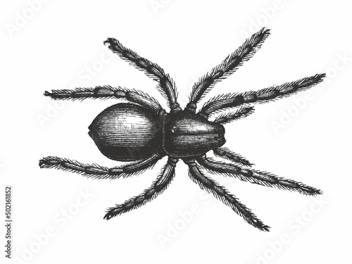 Obraz na płótnie Wolf spider. Doodle sketch. Vintage vector illustration.