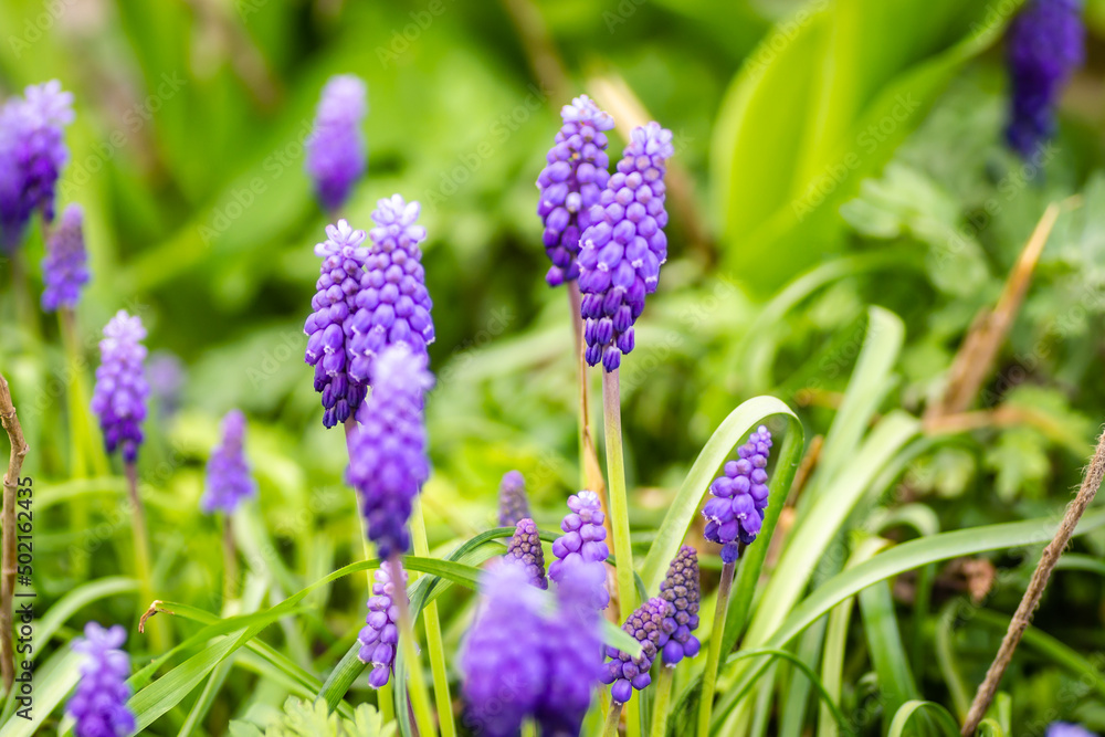 Muscari armeniacum or grape hyacinth. Muscari armeniacum grape hyacinth growing in a clump in a garden Muscari armeniacum or grape hyacinth. Muscari armeniacum grape hyacinth growing in a clump in a garden