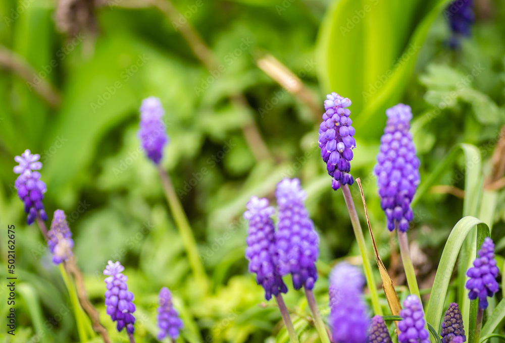 Muscari armeniacum or grape hyacinth. Muscari armeniacum grape hyacinth growing in a clump in a garden Muscari armeniacum or grape hyacinth. Muscari armeniacum grape hyacinth growing in a clump in a garden