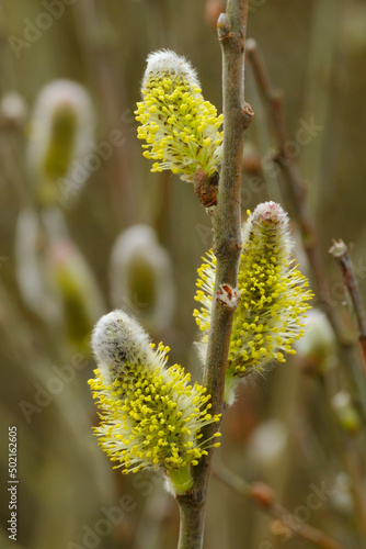 Yellow catkins (Salix caprea) blooming in spring