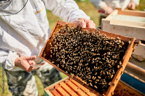 Hands of beekeeper holding beehive frame photo