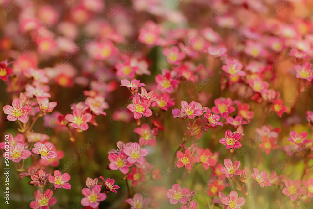 Saxifraga rosacea- Rosen Steinbrech Saxifraga rosacea- Rosen Steinbrech