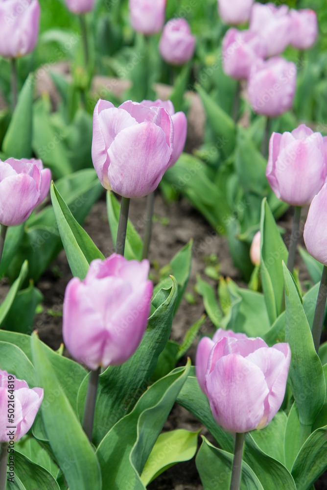 Purple tulips bloom under sunshine in the garden. Purple tulips bloom under sunshine in the garden.