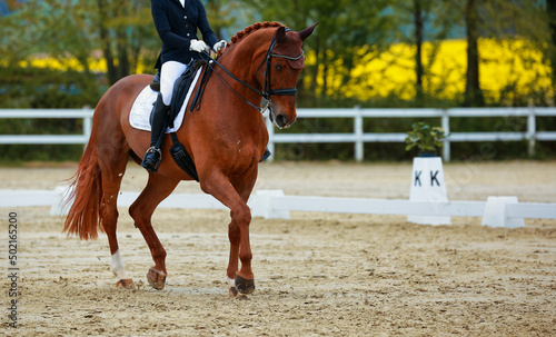 Red-brown dressage horse with rider in the dressage arena..
