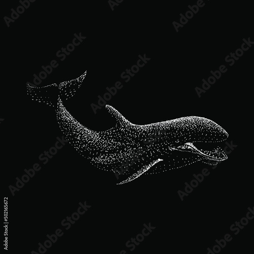 False Killer Whale hand drawing vector illustration isolated on black background