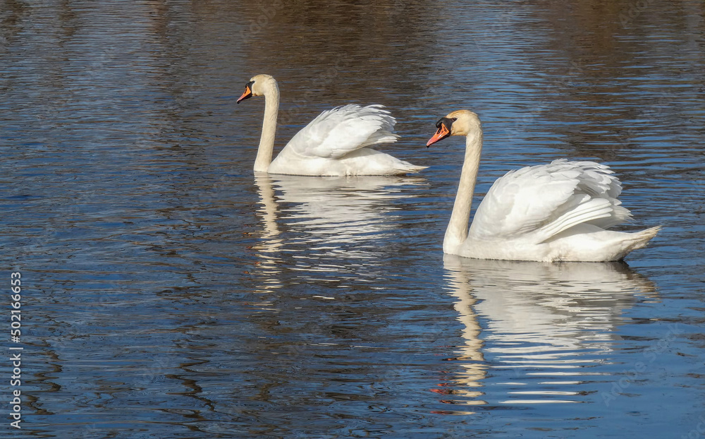 a pair of white swans are flying in the water pond a pair of white swans are flying in the water pond