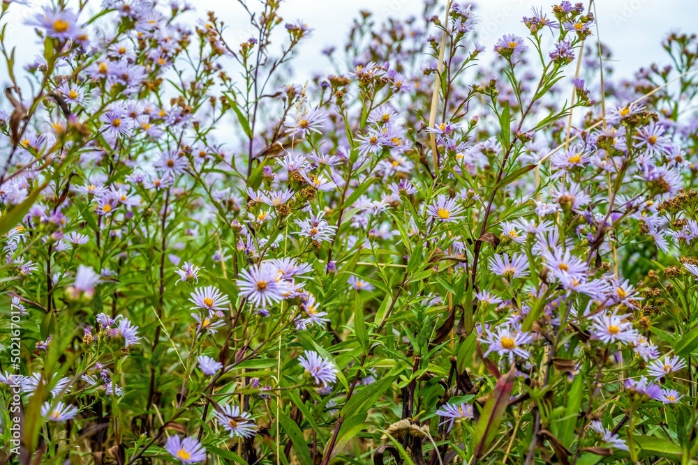 A purple wildflowers in Whidbey Island, Washington A purple wildflowers in Whidbey Island, Washington