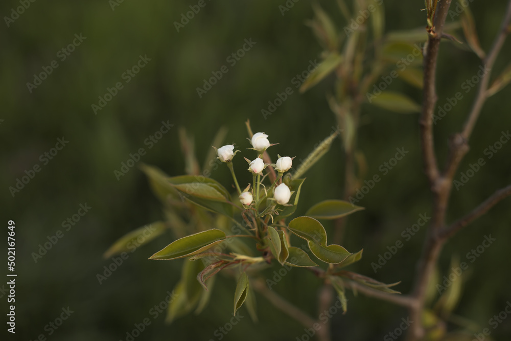 photo for wallpaper pear buds on a branch green background photo for wallpaper pear buds on a branch green background