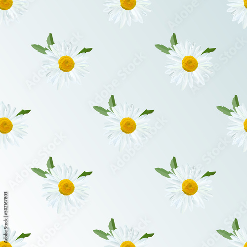 Daisy. Chamomile flowers with leaves, floral texture.