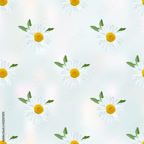 Daisy. Chamomile flowers with leaves on abstract gray blue background, floral texture.