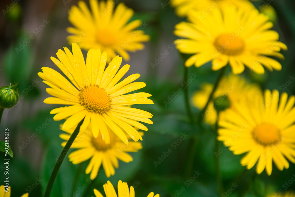 Doronicum is poisonous. Photo of nature. Wild nature. Nature in the forest. Yellow flowers.