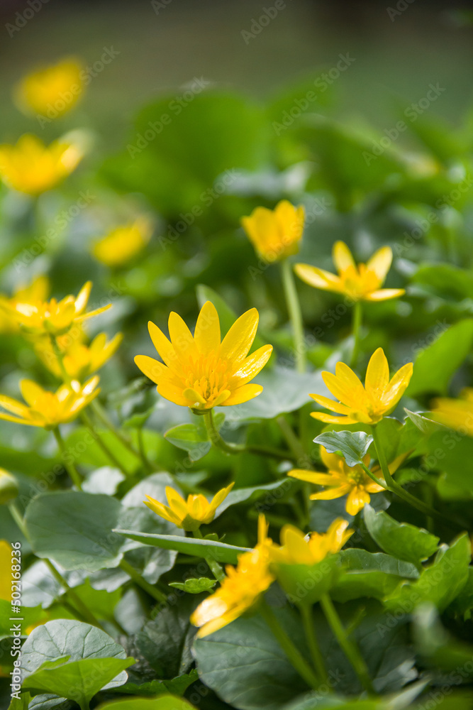 Photo of nature. Wild nature. Nature in the forest. Yellow flowers. Photo of nature. Wild nature. Nature in the forest. Yellow flowers.