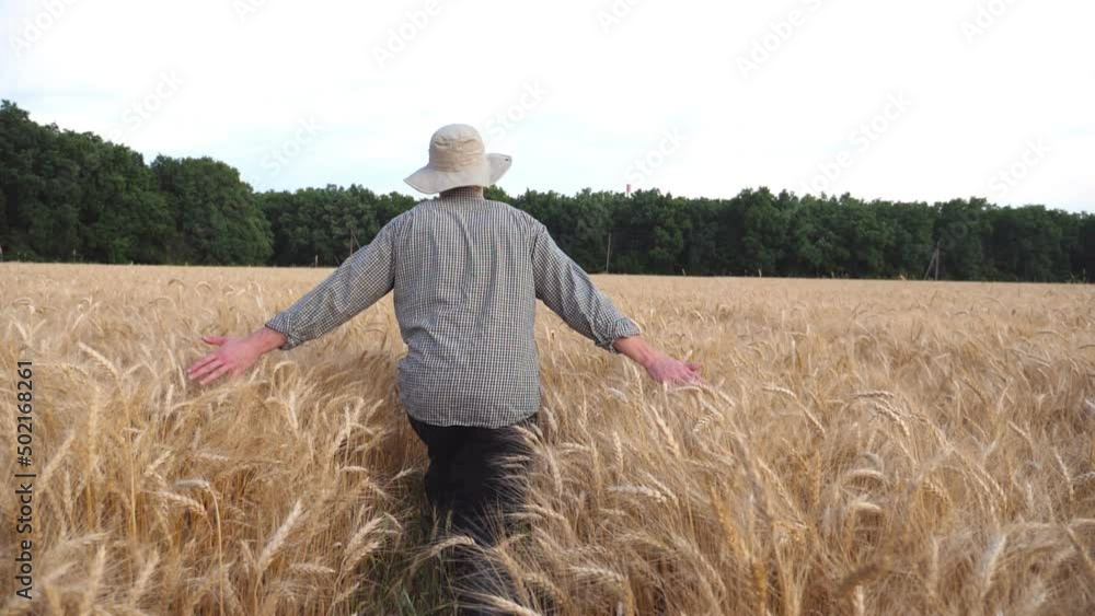 Rear view of male farmer going through the barley field and touching with hands golden ears of crop. Young agronomist walking among wheat meadow and stroking ripe spikelets. Agriculture concept