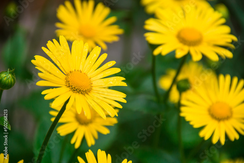 Doronicum is poisonous. Photo of nature. Wild nature. Nature in the forest. Yellow flowers. © Stanislav