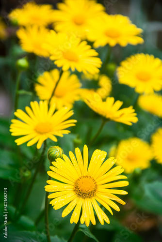 Doronicum is poisonous. Photo of nature. Wild nature. Nature in the forest. Yellow flowers.