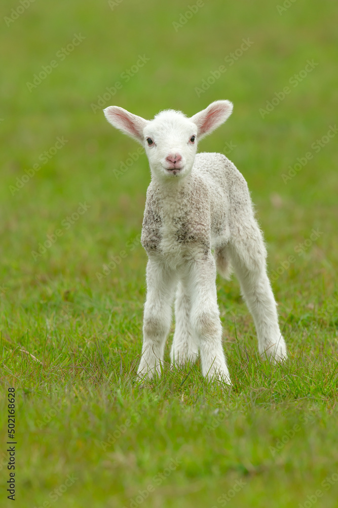 Close up portrait of a cute, newborn lamb in Springtime, facing forward and stood in a green meadow. Clean background. Vertical. Copy space. Close up portrait of a cute, newborn lamb in Springtime, facing forward and stood in a green meadow. Clean background. Vertical. Copy space.
