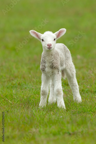 Close up portrait of a cute, newborn lamb in Springtime, facing forward and stood in a green meadow. Clean background. Vertical.   Copy space.