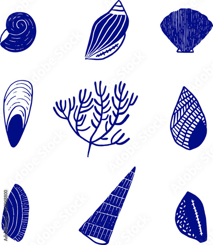 coquillages, vector, ai , jpeg , ocean, mer, coquilles, bleu , été, eps