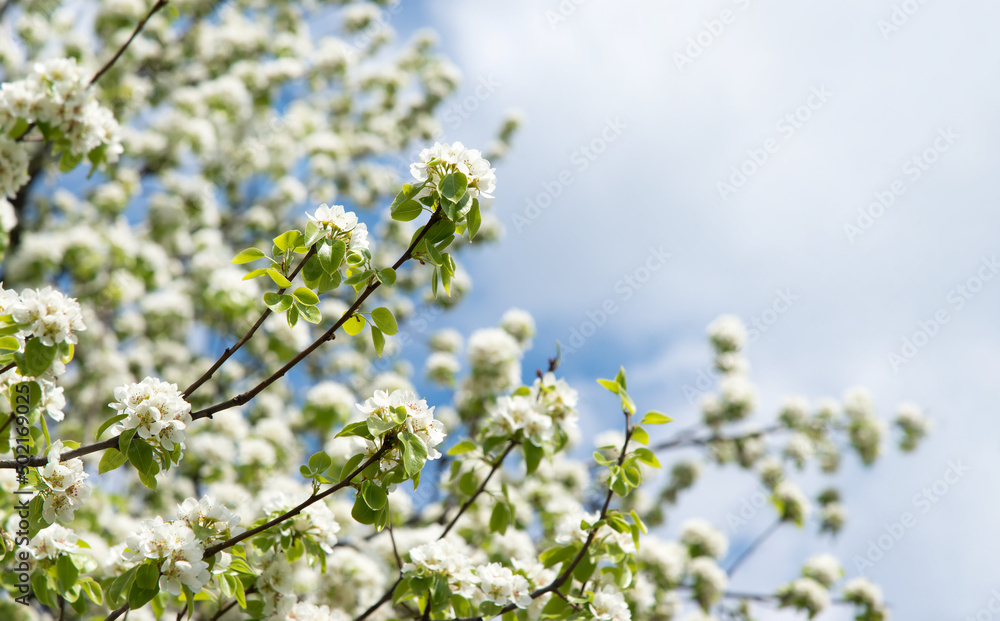 Beautiful floral garden Blooming apple tree background