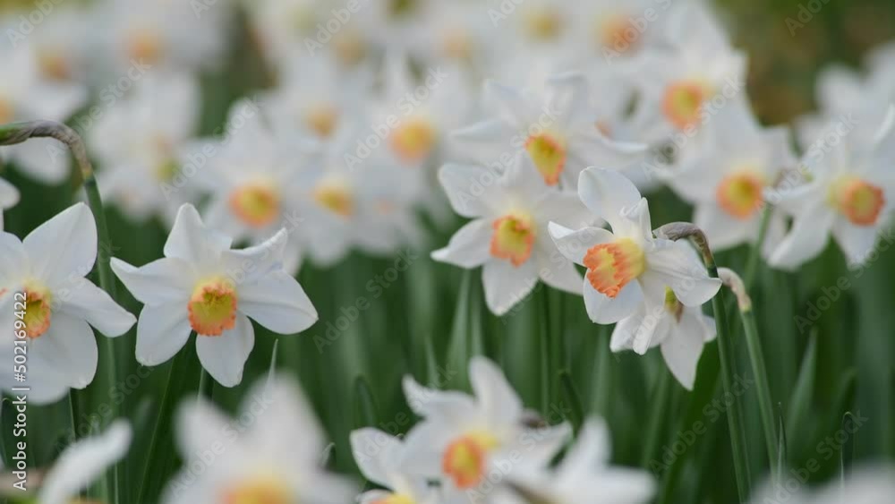 Nice medow with narcissus flowers at spring 4k video Nice medow with narcissus flowers at spring 4k video