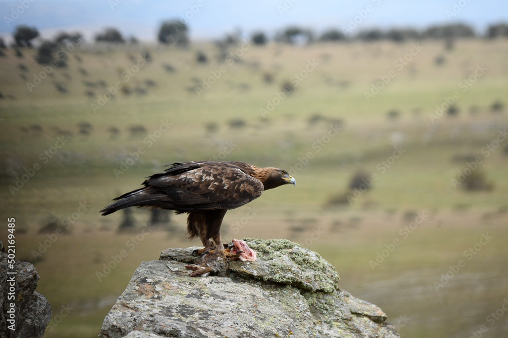 Fototapeta premium aguila real con la presa en la roca