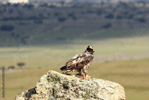 aguila imperial semiadulta en la roca