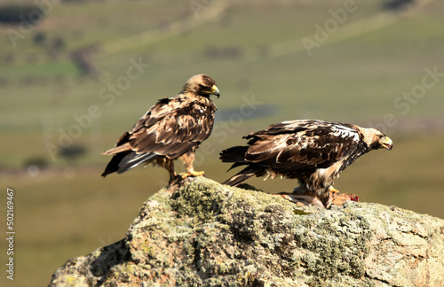 aguila imperial semiadulta en la roca