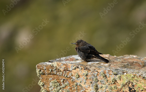 hembra de roquero solitario en la piedra