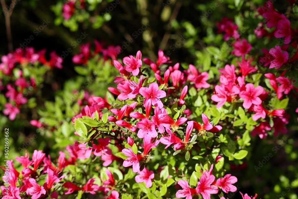 Rhododendron with pink blossoms. Evergreen tree, national flower of Nepal, West Virginia, Washington. Invasive in British Isles.