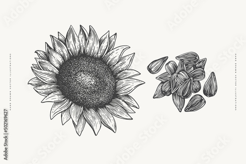 Hand-drawn sunflower and its seeds. Garden and horticultural plant in engraving style. Оrganic food. Design element for markets, books, packaging. Botanical illustrations on isolated background.