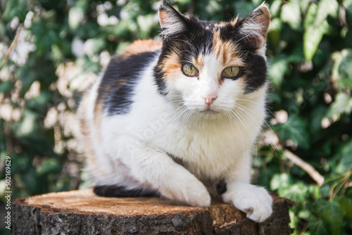 Εκτύπωση καμβά Photo of an animal. A tricolor cat lies on a stump.