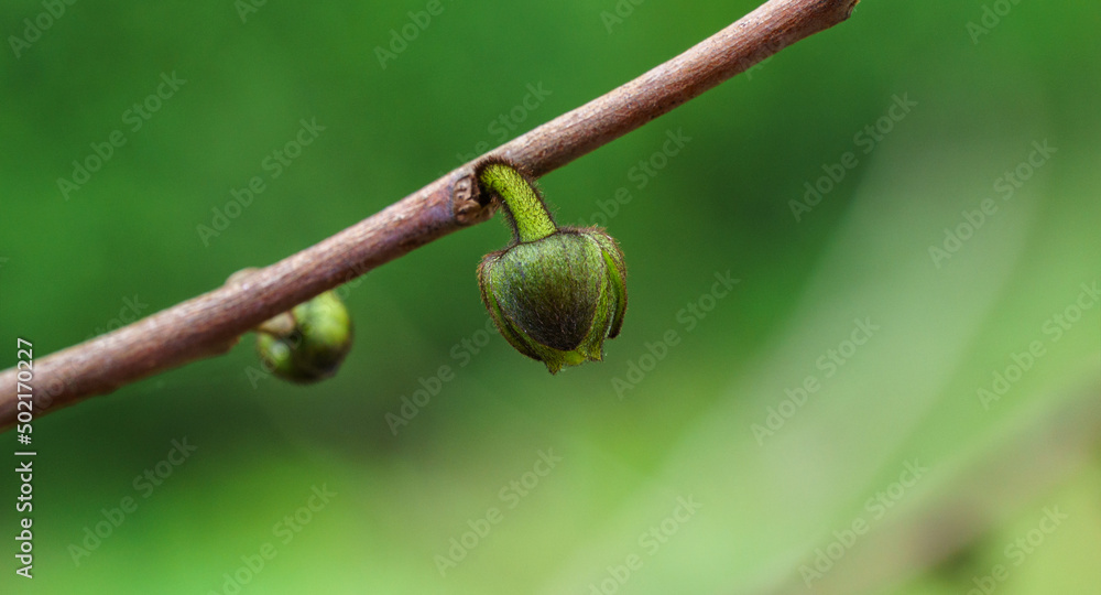 Young dark-green buds flower of Asimina triloba or pawpaw in spring garden against green blurred backdrop. Spring concept of waking up nature. Freshness and beginning of new life Young dark-green buds flower of Asimina triloba or pawpaw in spring garden against green blurred backdrop. Spring concept of waking up nature. Freshness and beginning of new life